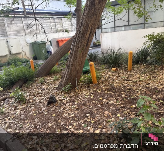 אזור חיצוני עם עלים יבשים ועצים